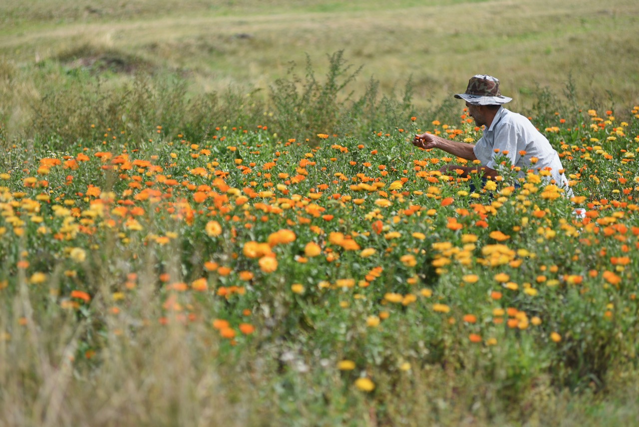 Living Planet: Organic farming, a hope for Armenia?