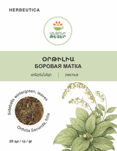 Օրթիլիա , տերևներ (Боровая матка)
